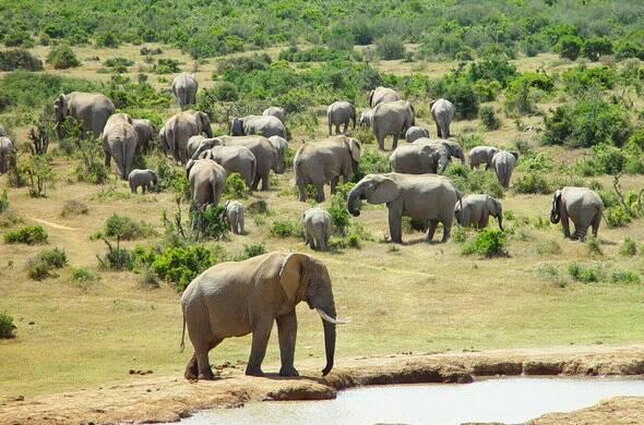 Chobe Day Trip Safari