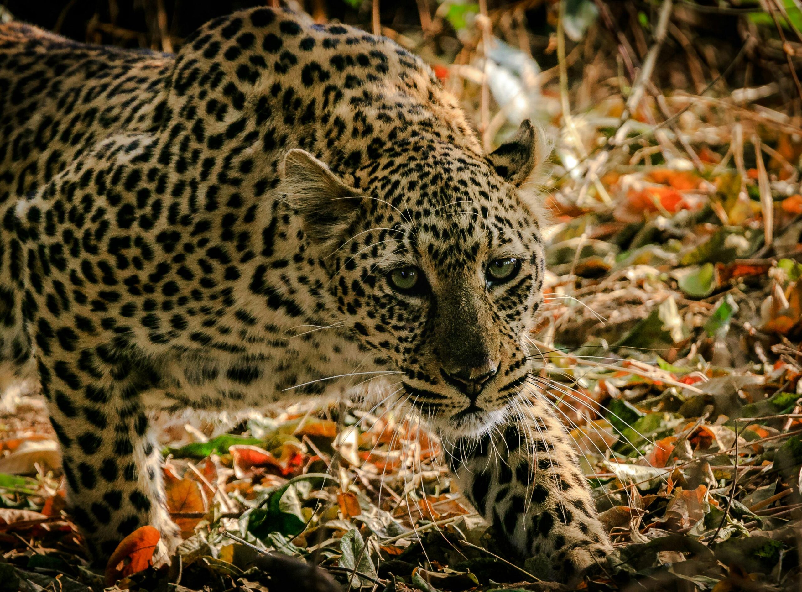 1. Zambia