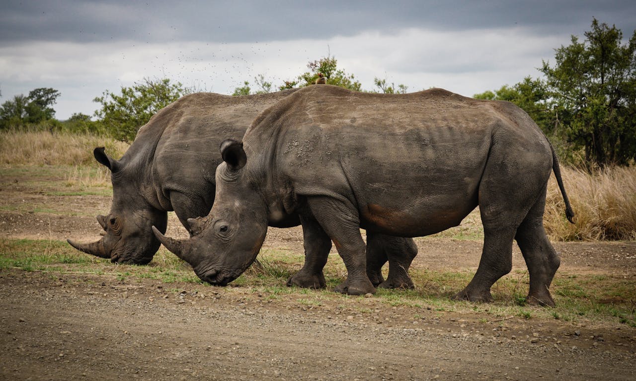 Rhino Waling Safari