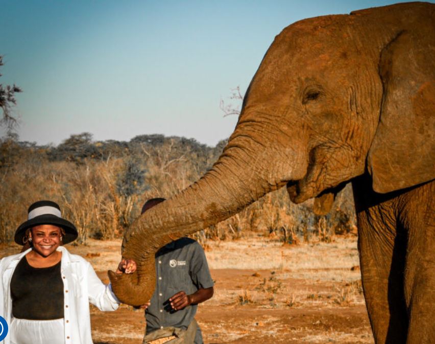 Through the Eye of an Elephant