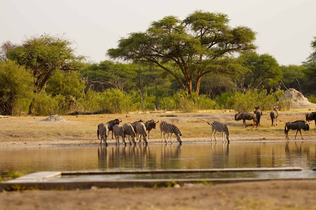 Zimbabwe